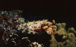 Night stalker, a cuttle fish displays himself above the reef by Jerry Hamberg 